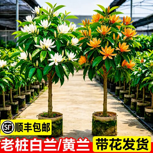 带苞浓香好养盆栽玉兰黄角兰
