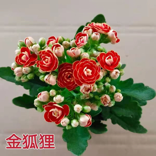 稀有长寿花金狐狸盆栽大花重瓣四季 开花带花苞室内外绿植花卉好养