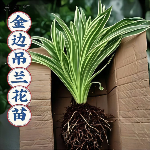 新款浓香型重瓣大花金边吊