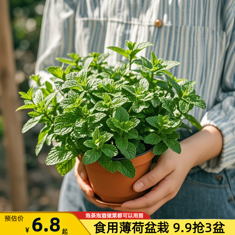 薄荷盆栽可食用大苗室内驱