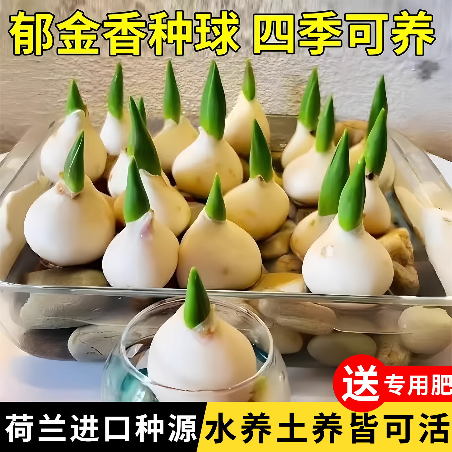 郁金香花种球水培养植物子