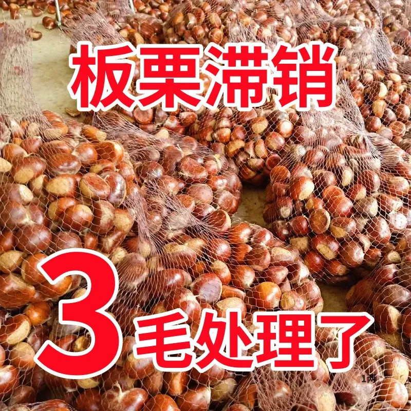 板栗生新鲜现摘丹东板栗斤油栗仁蔬罗田非迁西板栗栗子锥去毛球