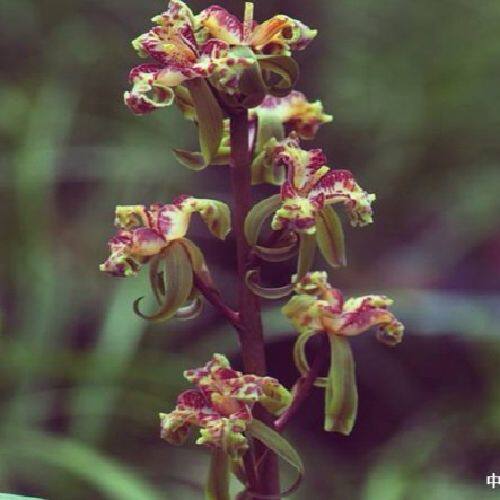 兰花惠兰名品[紫砂星] 浓香大气绿植盆景盆栽
