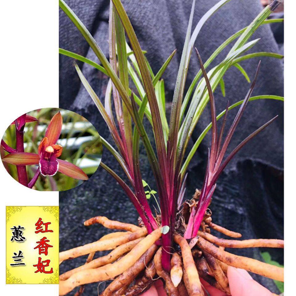 蕙兰红香妃兰花苗浓香型红草花卉室内好养易活盆栽绿植