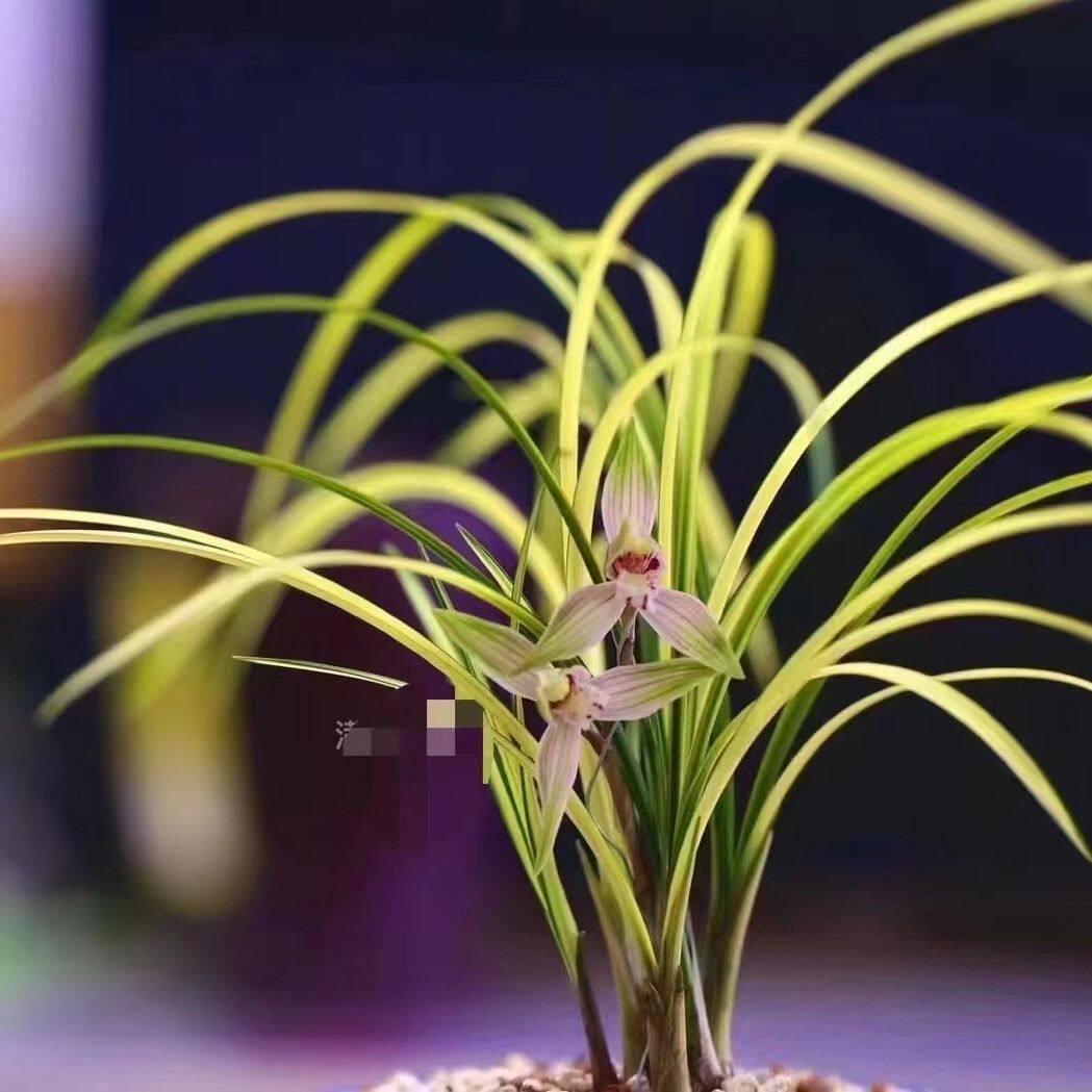 云南莲瓣兰花苗黄金中透【月光】独家稀有花卉绿植盆栽浓香型好养