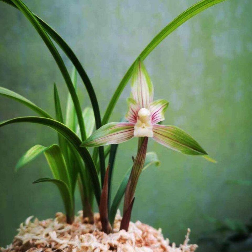 金典品种兰花苗春兰【彩锦素】花艺双全浓香型彩素室内外阳台花卉