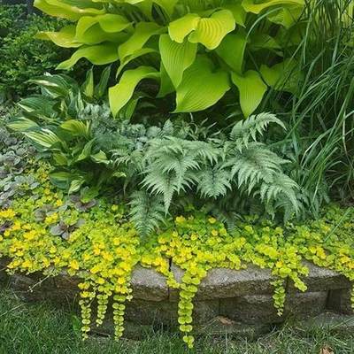 黄金过路黄盆栽多年生地被矮生植物花园庭院花坛垂吊边缘观叶常绿