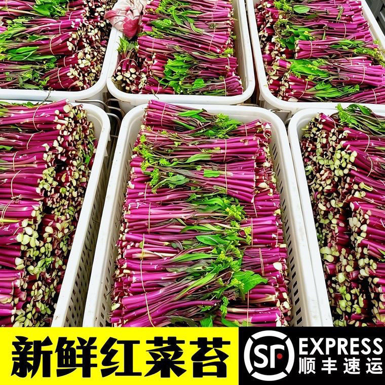 新鲜红菜苔顺丰冷链包邮