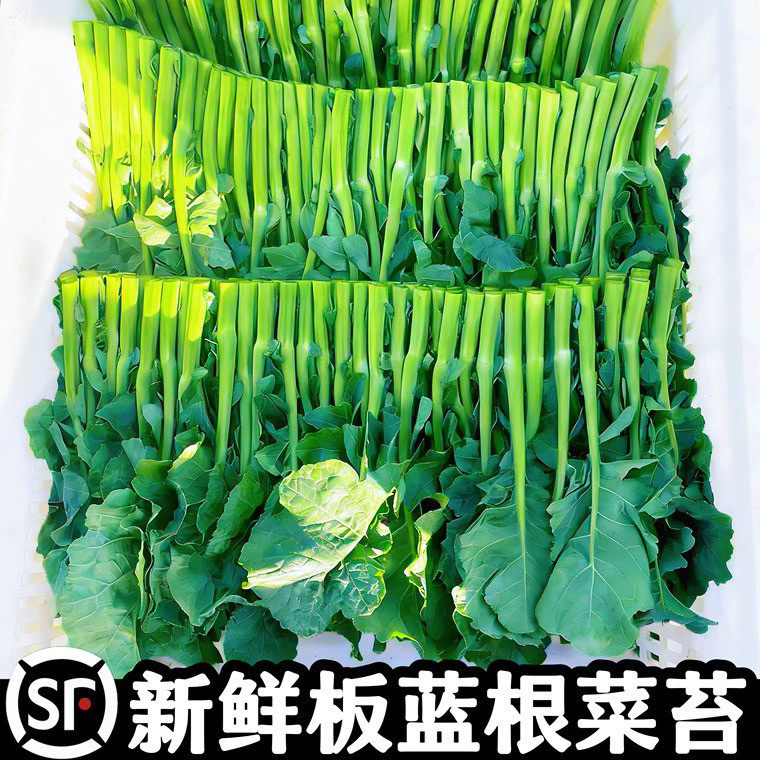 新鲜板蓝根菜苔顺丰冷链包邮