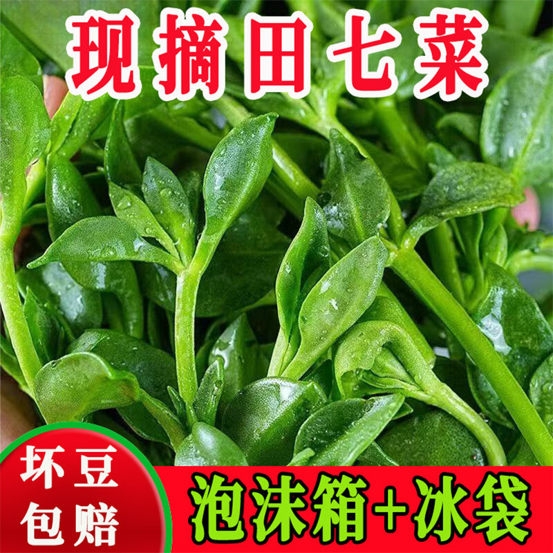 现摘鲜嫩三七叶穿心莲冷链发货