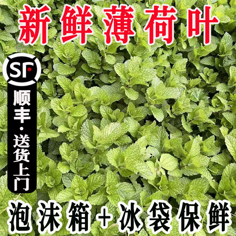 顺丰现摘薄荷叶新鲜蔬菜留兰香奶茶火锅专用牛肉米线点缀薄荷叶子