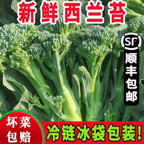 现摘甜杆西兰苔新鲜有机青花苔