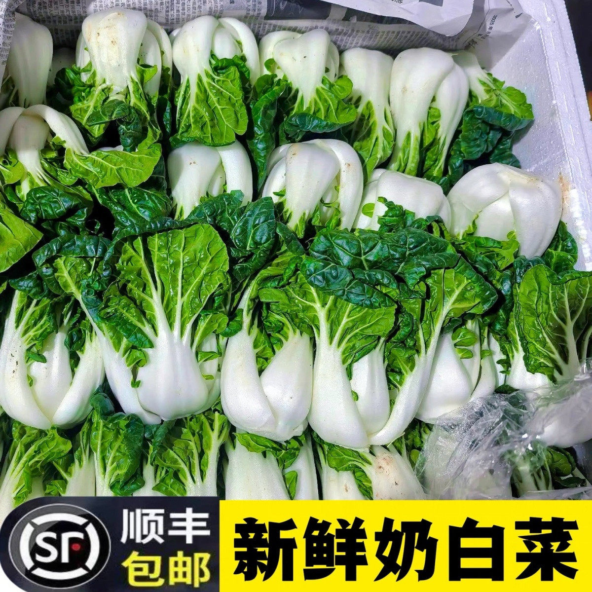 新鲜奶白菜顺丰冷链包邮