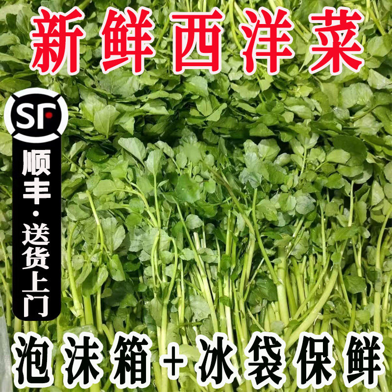 农家自种西洋菜新鲜疏菜豆瓣菜鲜采现摘饶平和石潮汕火锅配菜食材