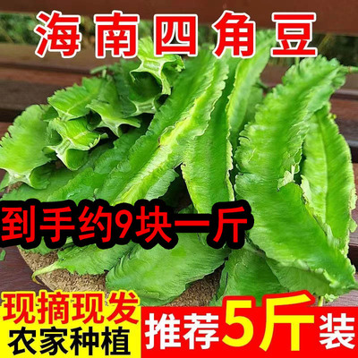 海南特产新鲜四角豆现摘现发