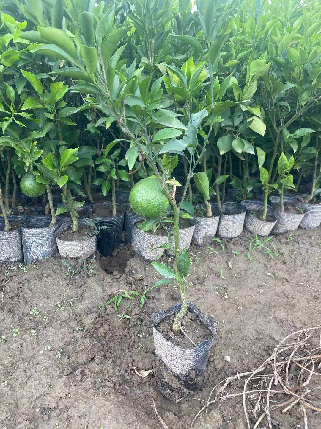 四川嫁接皇帝柑苗 皇帝柑树苗贡柑苗果树苗柑橘子树苗砂糖橘树苗