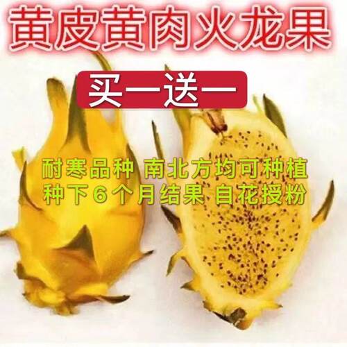火龙果苗树红心盆栽蓝皮四季