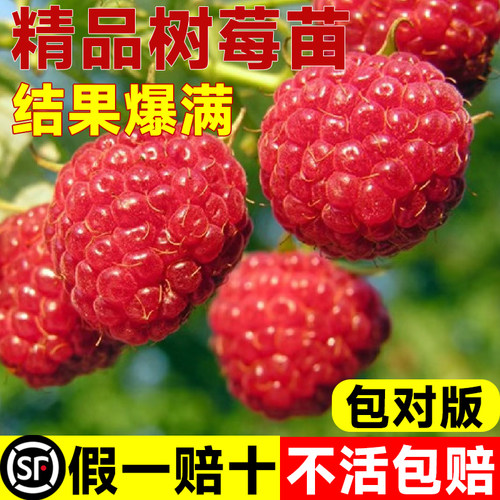 双季树莓苗覆盆子果当年结