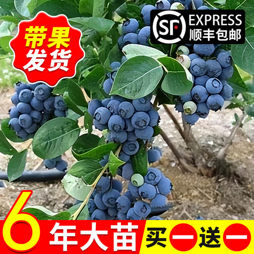 蓝莓树果苗南方北种植盆栽