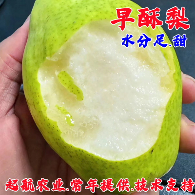 嫁接早熟梨树果苗酥盆栽庭