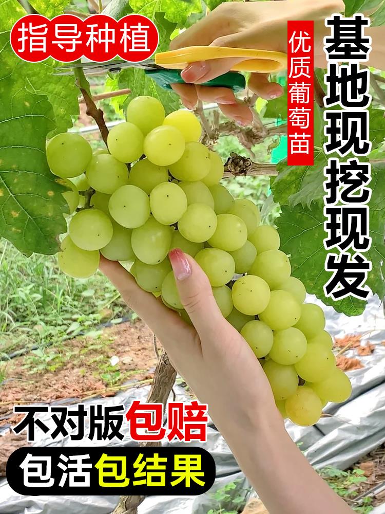 葡萄树苖阳光玫瑰葡萄苗南北方四季种植玫瑰香夏黑青提无籽蓝宝石