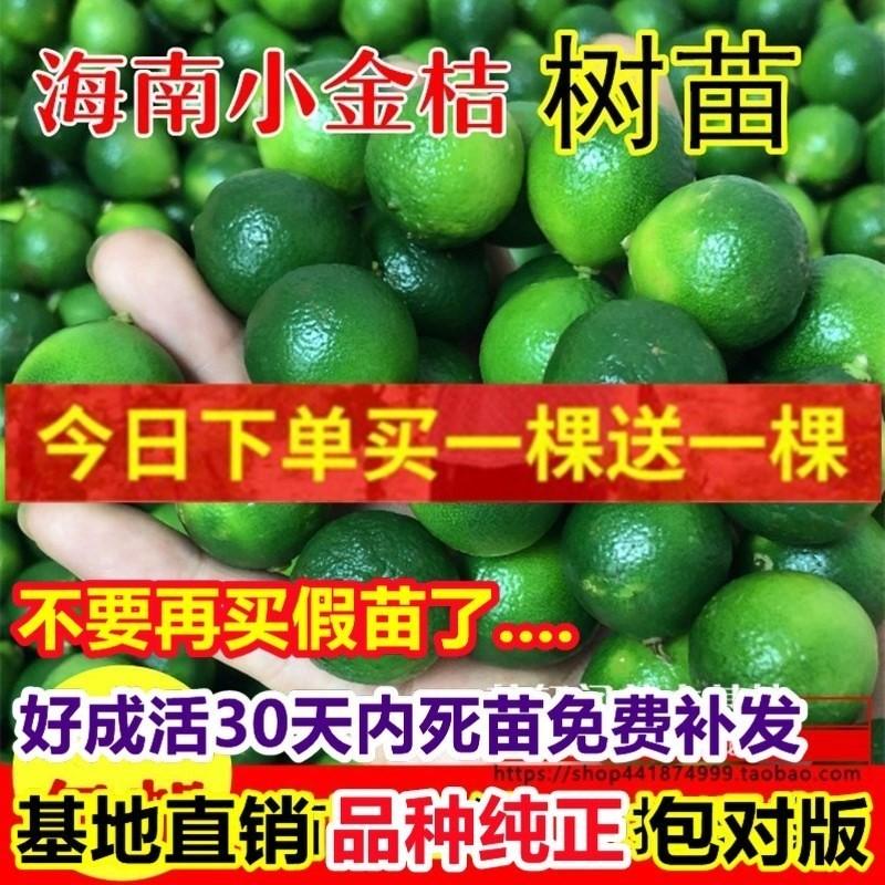 海南青金桔小苗盆栽地橘茶
