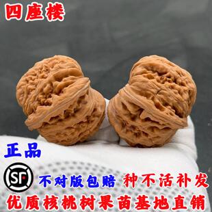 文玩核桃树果苗嫁接狮子头四座楼文玩核桃苗把玩铁核桃苗盆栽地栽