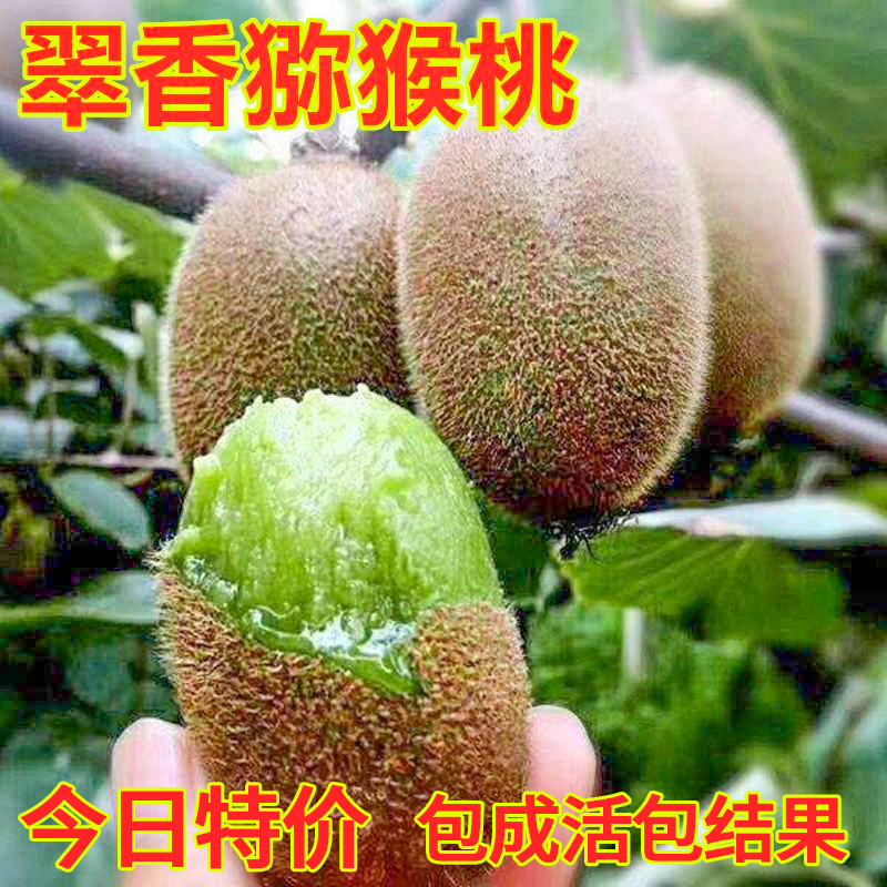 翠香猕猴桃苗南方种植绿心