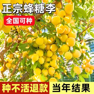 蜂糖李子树苗正宗新品种嫁接特大李子果树带土球苗南北方四季种植