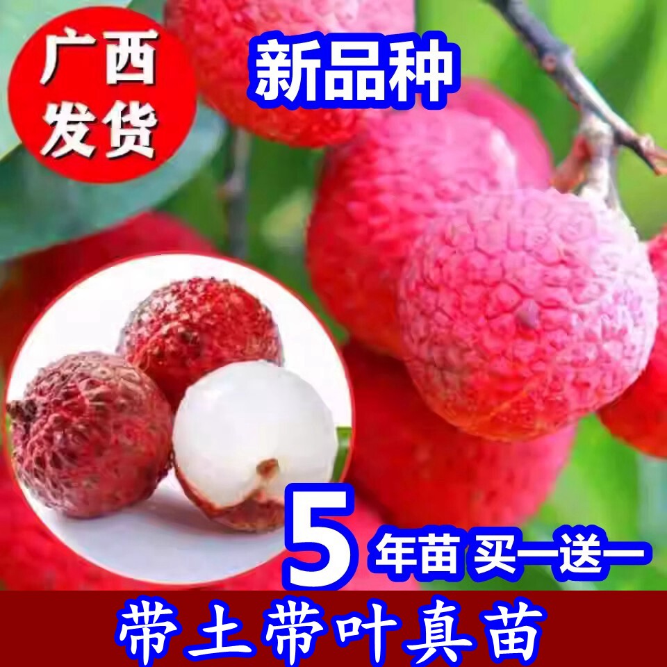 新品种冰荔枝无核桂味糯米糍嫁接荔枝树苗南北方四季种植当年结果