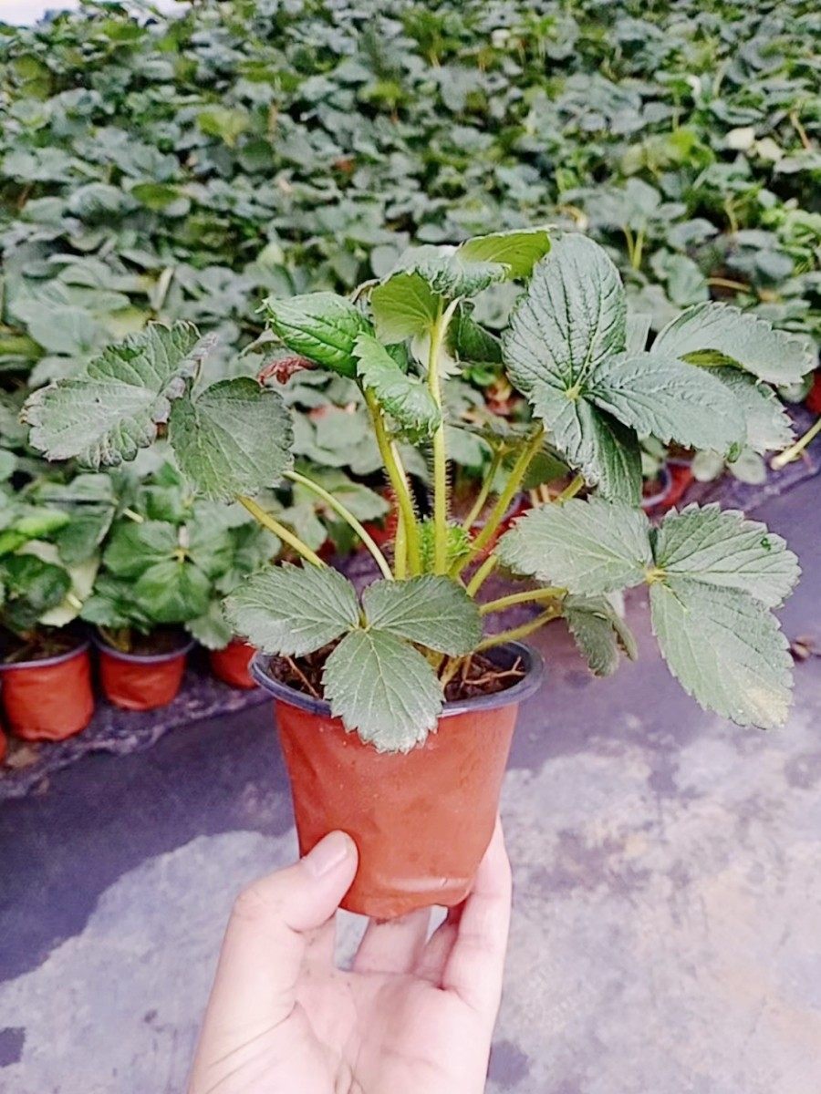 四季草莓苗盆栽带土带果带花穴盘当年结果食用红颜牛奶草莓秧阳台