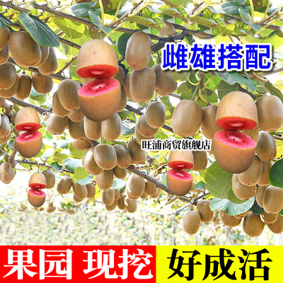 红心猕猴桃树果苗徐香软枣