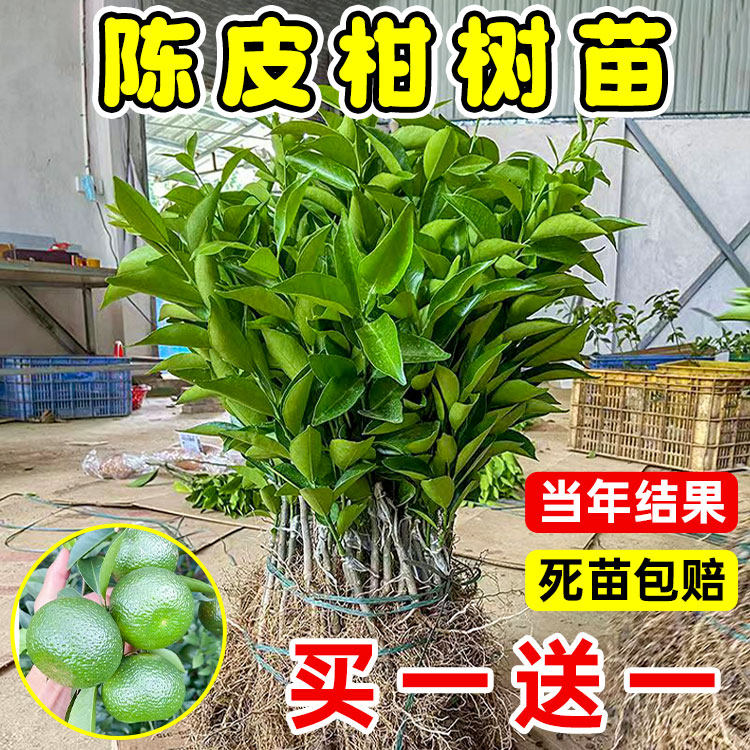 陈皮柑树苗新会柑果苗正宗嫁接大果苗茶枝柑橘果树