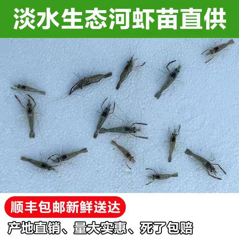 河虾苗青虾苗太湖三号沼虾苗长臂大头虾苗养殖淡水清虾苗活体淡水