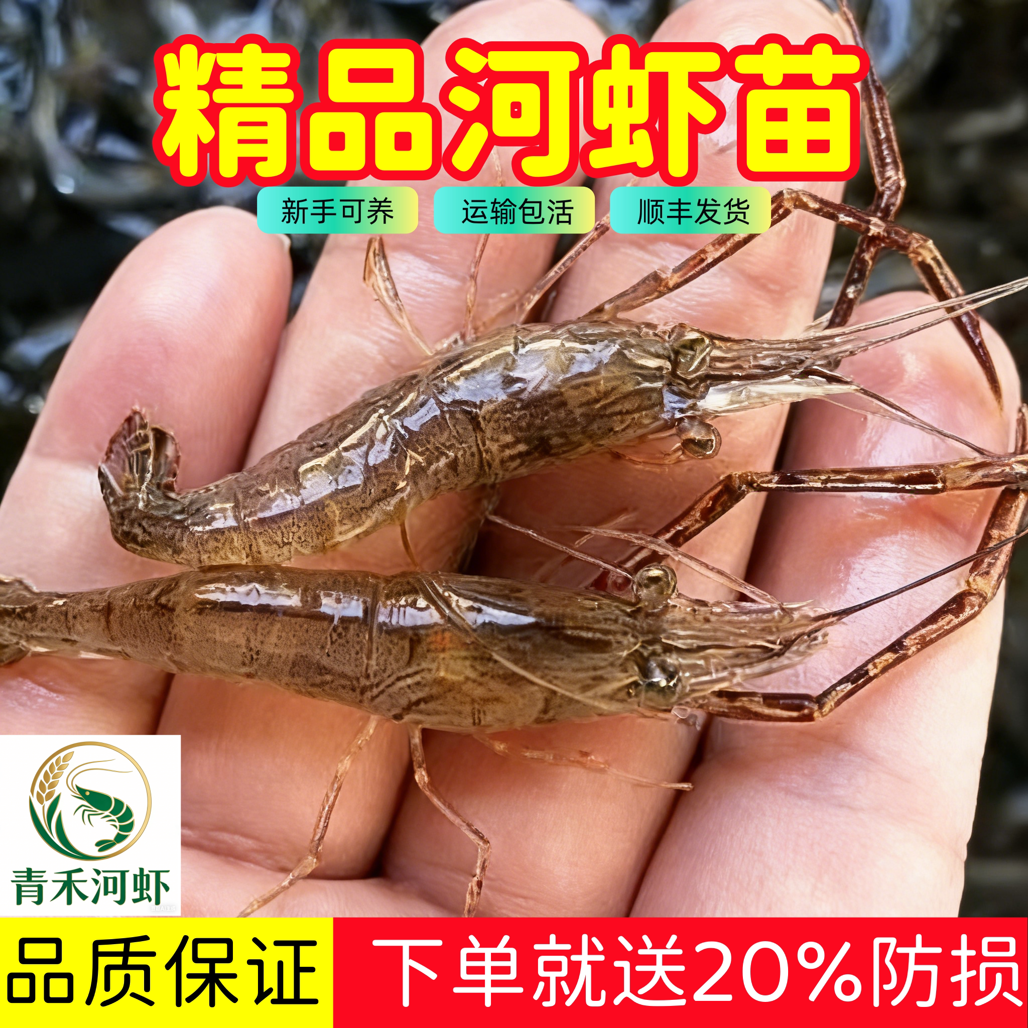 河虾苗青虾苗太湖三号沼虾苗长臂大头虾苗养殖淡水清虾苗活体淡水