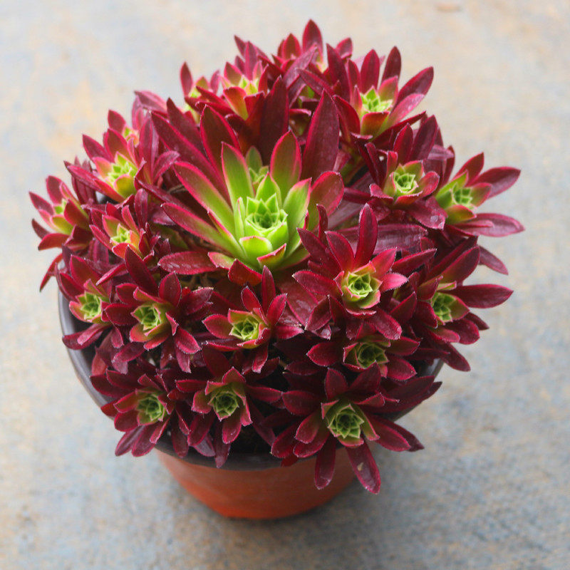 新品锦法师锦 h多肉植物 惊鸿法师室内桌面阳台创意组合盆栽花.