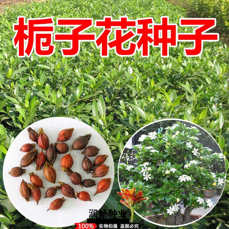 栀子花种子黄栀子山栀大叶栀子树种子盆景盆栽绿色植物当年新采种