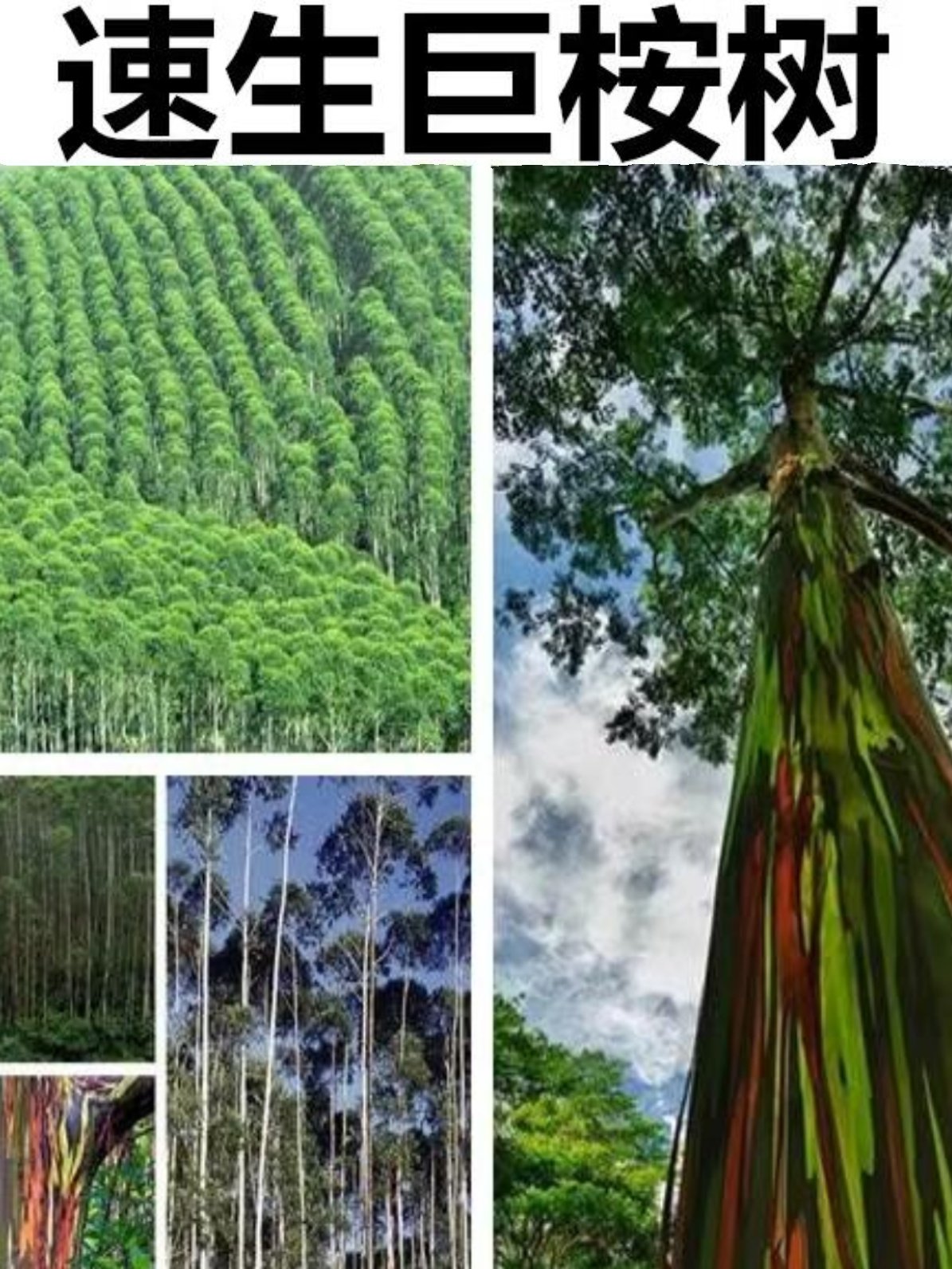 桉树种子新种广林9号尾叶巨蓝桉杏仁桉澳大利亚速生彩虹桉树种籽