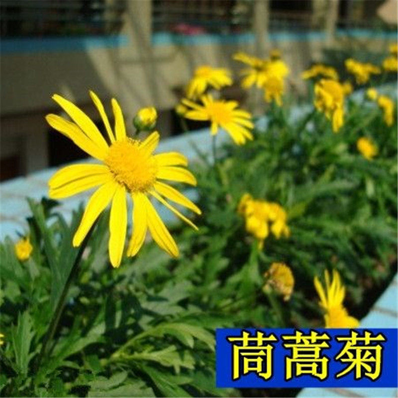茼蒿菊种子 木春菊木茼蒿花种子多年生四季播金黄色木茼蒿花籽