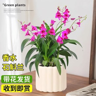 速发带花发货好泼墨石斛兰花苗名贵花卉红内桌面浓香型四季室养活