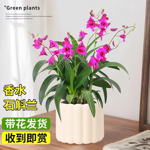 速发带花发货好泼墨石斛兰花苗名贵花卉红内桌面浓香型四季室养活