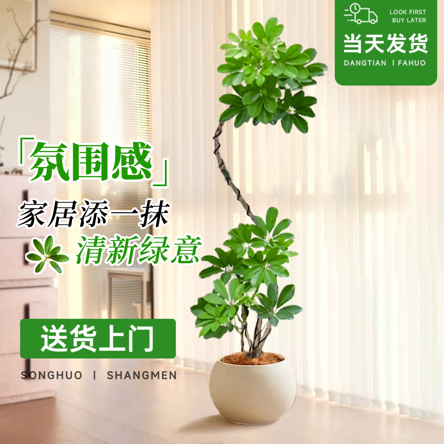 速发造型鸭脚木客鸭大盆栽厅掌木老大室内落地式桩型四季常青真绿