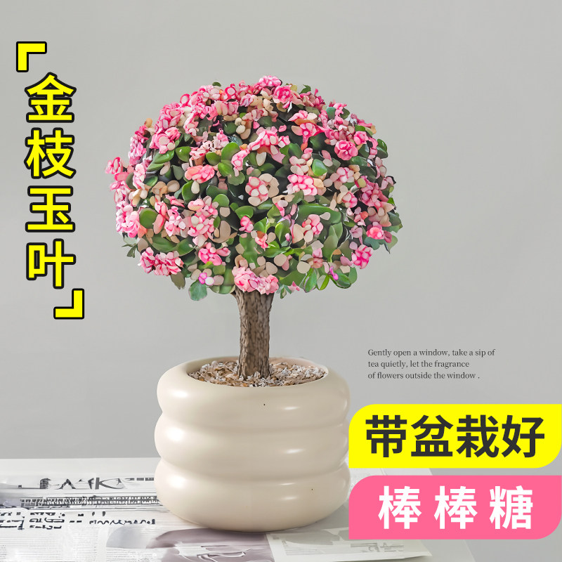 速发棒枝玉叶盆栽老桩多肉植物绿棒糖造型水培盆景办公室内花卉金