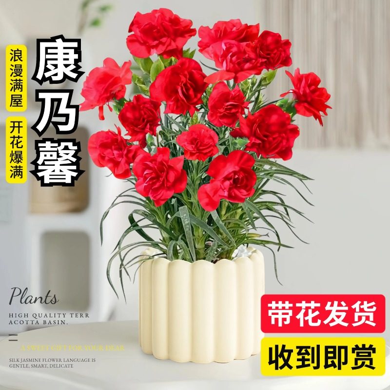 速发室乃馨盆栽母亲节礼物带花苞花束送妈植多头重瓣康内绿妈花卉
