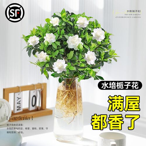 速发物子花水培植栀盆栽带花苞桌栀花卉茉莉花办公室栀面四季开花