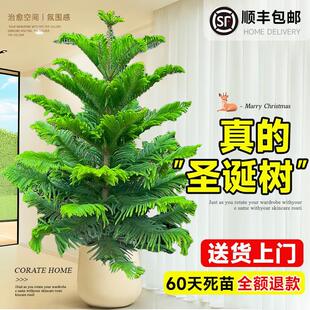 速发南洋杉盆栽圣诞树盆景客厅室植大型绿植高级内围感氛物好养花