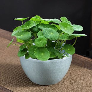 速发中式铜钱草花盆草培器皿荷窑边哥叶家用水养金钱水绿植大口径