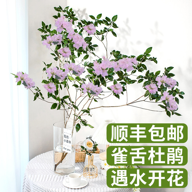 速发雀舌杜鹃水培栽物鲜切枝条盆植室内客马厅醉木吊钟树水养花卉