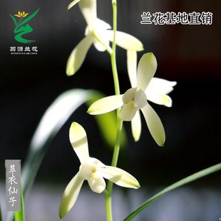 速发翁源兰花凤老种四季建兰翠衣仙子小宫粉素带花浓苗素大香好养