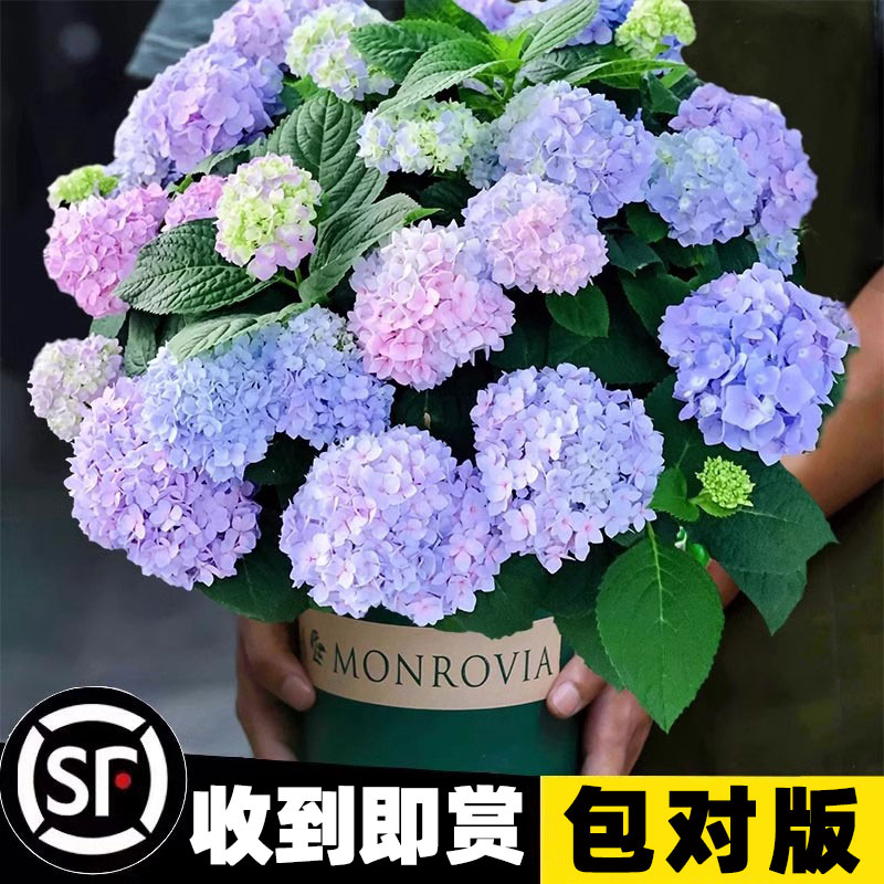 速发绣养花苗无尽卉四季开花绣球花盆栽庭院好球的花夏植物室内花